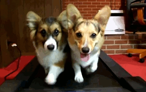 Two corgis trotting on a treadmill.